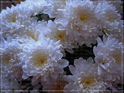 fond fleurs - Besplatni animirani GIF