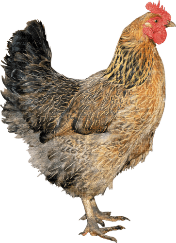 poule - PNG gratuit