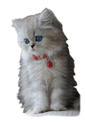 Chat - 免费PNG