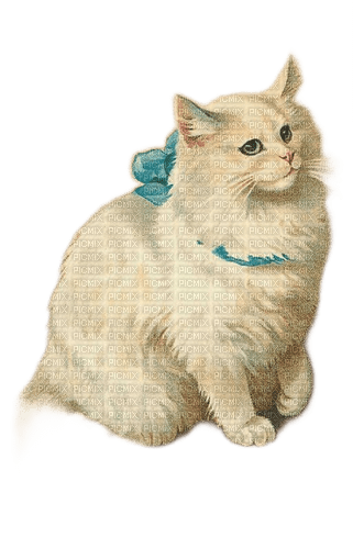 charmille _ animaux _ chat - zadarmo png