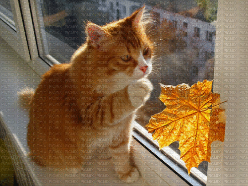 Cat in Autumn - Bezmaksas animēts GIF