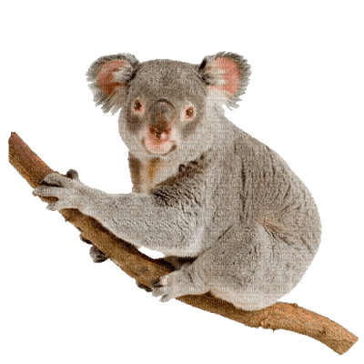 Australia animals bp - png gratuito