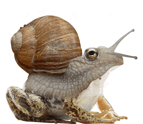 snail frog - png ฟรี
