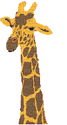 girafe - Animovaný GIF zadarmo