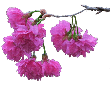 цветы - zdarma png