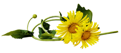 Kaz_Creations Deco Flowers Dandelion Flower - bezmaksas png