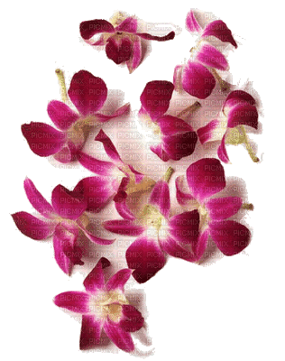 Flowers pink bp - Nemokamas animacinis gif