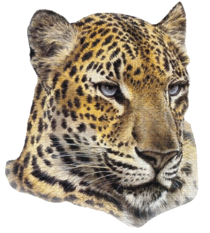 léopard - Gratis animeret GIF