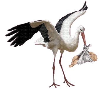 oiseau(cigogne bébé) HD - Бесплатный анимированный гифка