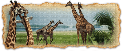 Africa animals bp - безплатен png