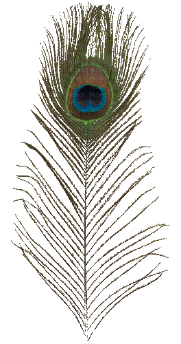 Peacock feather - Zdarma animovaný GIF