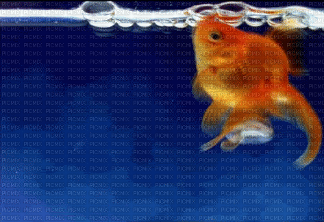 goldfish - Zdarma animovaný GIF