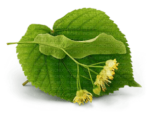 Linden Blossom Honey - Bogusia - png ฟรี