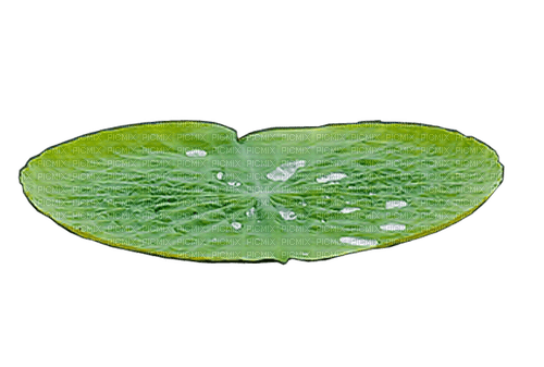Lotus leaf - Free PNG