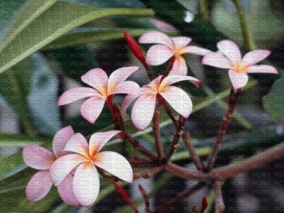 Petitte fleurs - фрее пнг