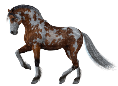 dulcineia8 cavalos - ilmainen png