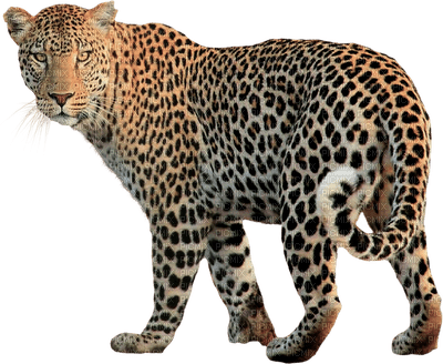 leopard - darmowe png