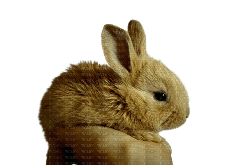 bunny hare hase lièvre - PNG gratuit