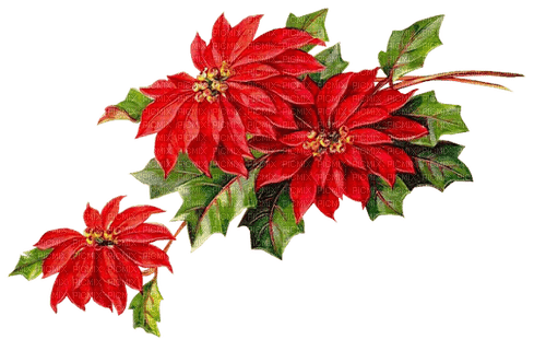 Christmas flower - PNG gratuit