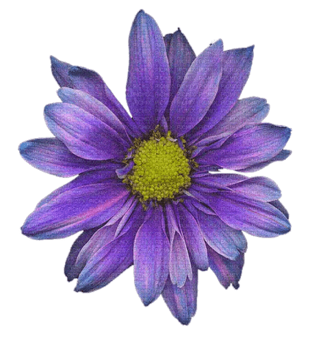 Flower.Purple.Fleur.violet.Victoriabea - PNG gratuit