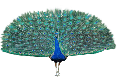 Kaz_Creations Peacock Peacocks Birds Bird - kostenlos png