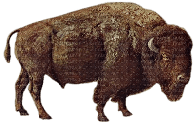 bison - PNG gratuit