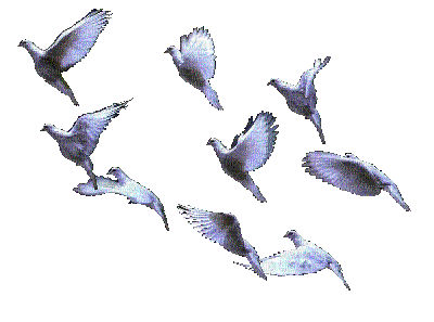 ibi - GIF animado grátis