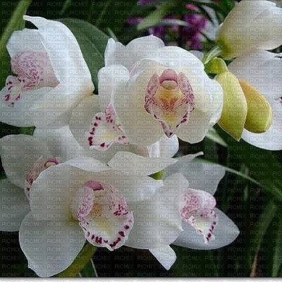 orchidea - ingyenes png