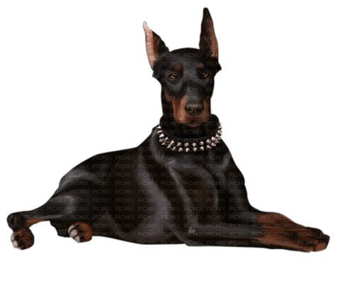 gothic dog by nataliplus - PNG gratuit