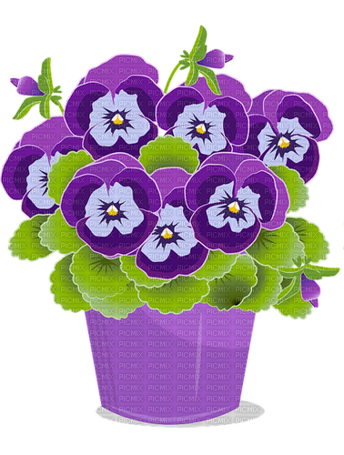 Pansy - kostenlos png