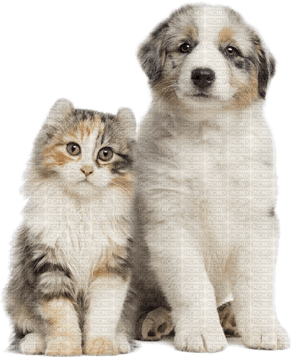 dog chien chat cat katze animals - 免费PNG