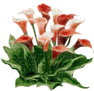 calla bouquet - 免费PNG