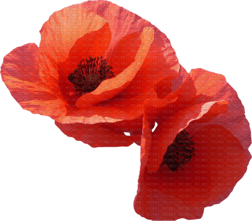 Coquelicots.Poppies.Red.Flowers.Victoriabea - zadarmo png