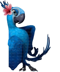 Rio vogel bird - GIF animé gratuit