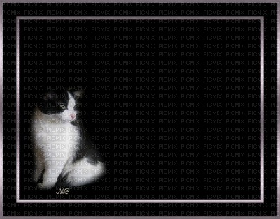 minou-frame-cat-400px × 314px - png gratis