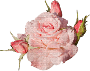 Flowers pink rose bp - 免费PNG