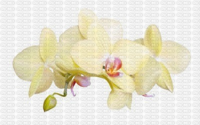 orchidee - PNG gratuit