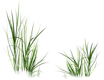 GRASS - besplatni png