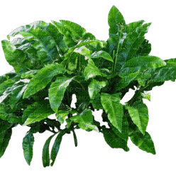 plants bp - PNG gratuit