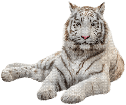 tigre blanco - png gratuito
