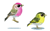 uccellini - Nemokamas animacinis gif