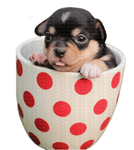 puppy in a mug - bezmaksas png