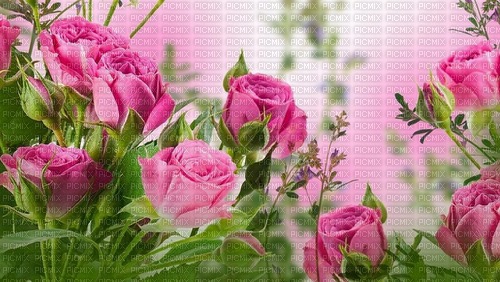 róże - bezmaksas png
