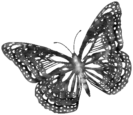 Animated.Butterfly.Black - KittyKatLuv65 - Free animated GIF