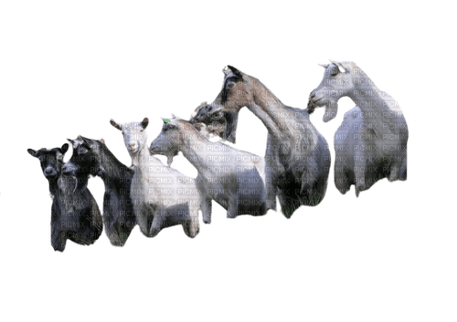 maj chèvres - PNG gratuit