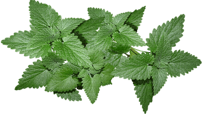 leaves, lehdet - PNG gratuit