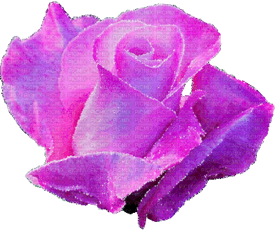 purple rose - Besplatni animirani GIF