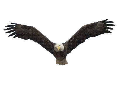 Eagle Soaring 500 - Besplatni animirani GIF