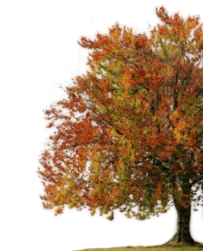automne - zdarma png
