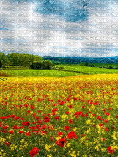 Campo de flores - Gratis geanimeerde GIF